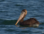 Brown Pelican