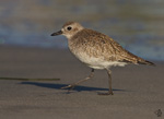 Plover