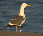 Western Gull