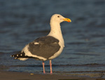 Western Gull