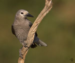 Clark's Nutcracker