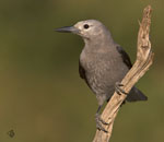 Clark's Nutcracker