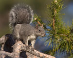 Western Gray Squirrel