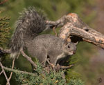 Western Gray Squirrel