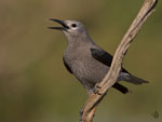 Clark's Nutcracker