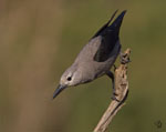 Clark's Nutcracker