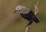 Clark's Nutcracker