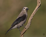 Clark's Nutcracker