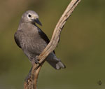 Clark's Nutcracker