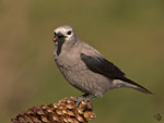Clark's Nutcracker