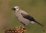 Clark's Nutcracker