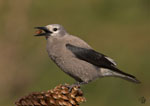 Clark's Nutcracker