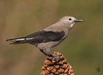 Clark's Nutcracker