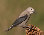 Clark's Nutcracker