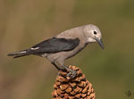 Clark's Nutcracker