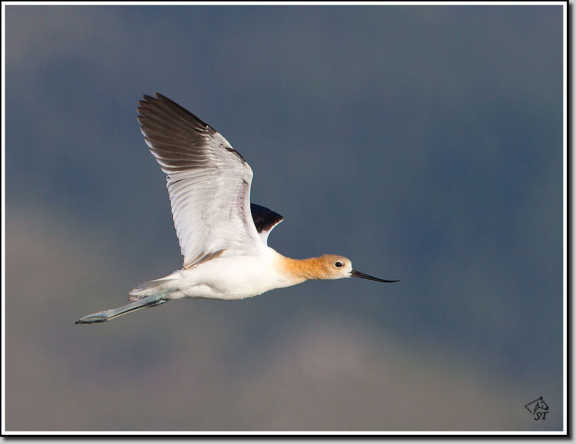 avocet