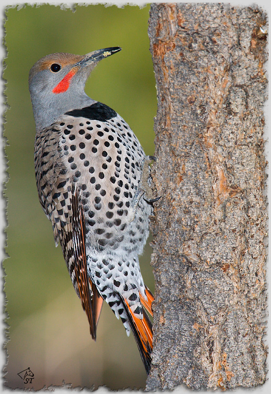flicker