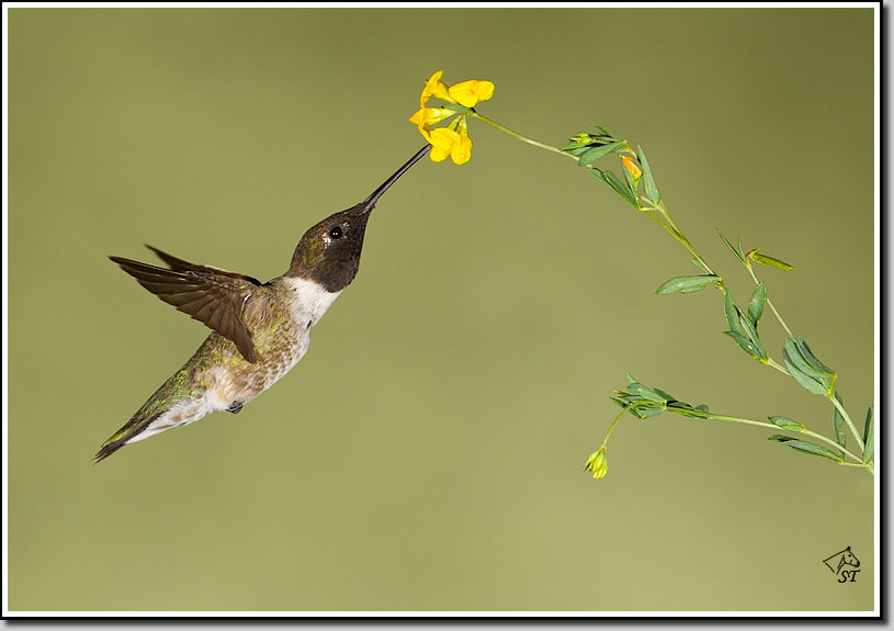 Hummer
