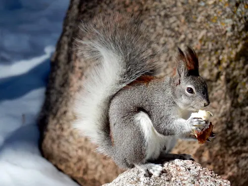 Abert's Squirrel