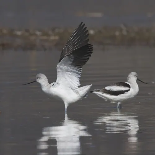 American Avocet (Recurvirostra americana)