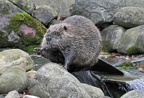 American Beaver