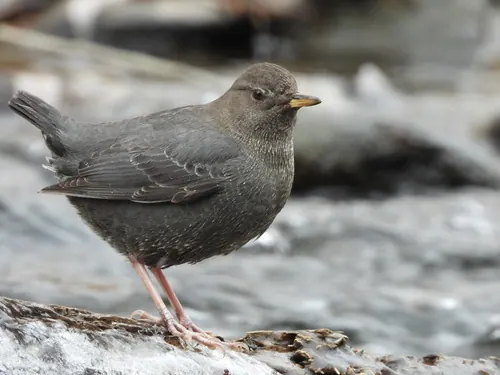 American Dipper (Cinclus mexicanus)