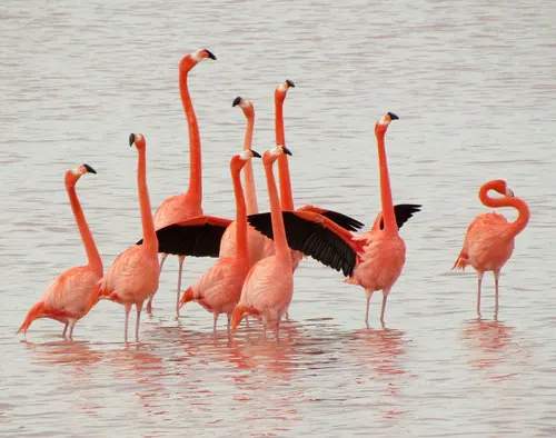 American Flamingo (Phoenicopterus ruber)