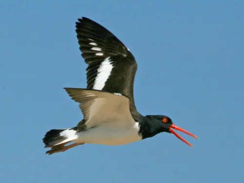 American Oystercatcher (Haematopus palliatus)