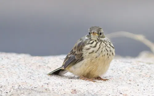 American Pipit (Anthus rubescens)