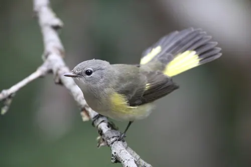 American Redstart