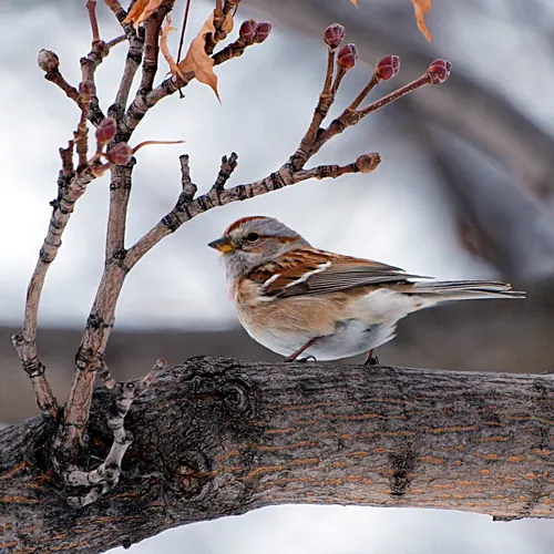 American Tree Sparrow (Spizelloides arborea)