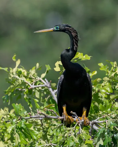Anhinga (Anhinga anhinga)