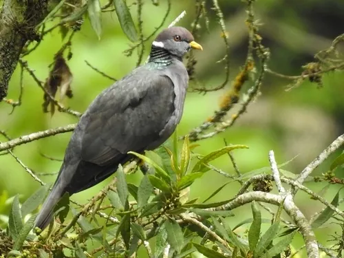 Band-tailed Pigeon