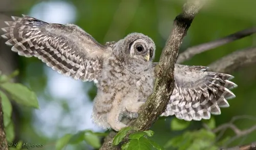 Barred Owl
