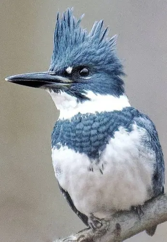 Belted Kingfisher (Megaceryle alcyon)