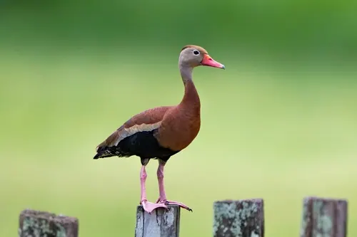 Black-bellied Whistling-Duck (Dendrocygna autumnalis)