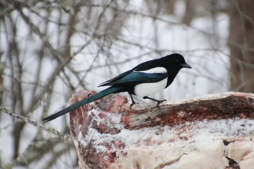 Black-billed Magpie