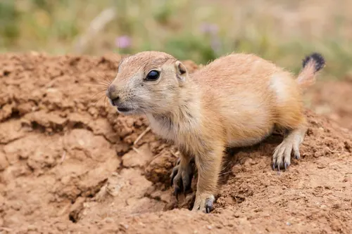 Black-tailed Prairie Dog