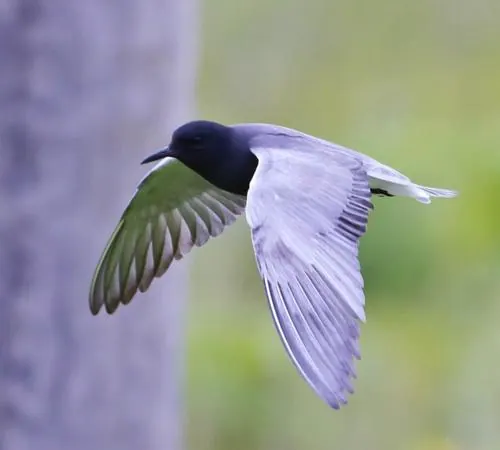 Black Tern (Chlidonias niger)