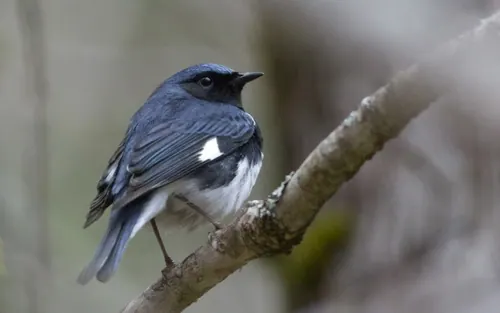 Black-throated Blue Warbler