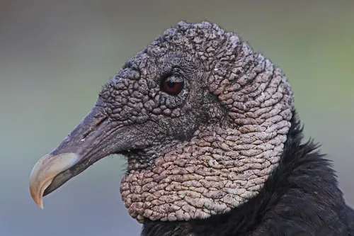 Black Vulture (Coragyps atratus)