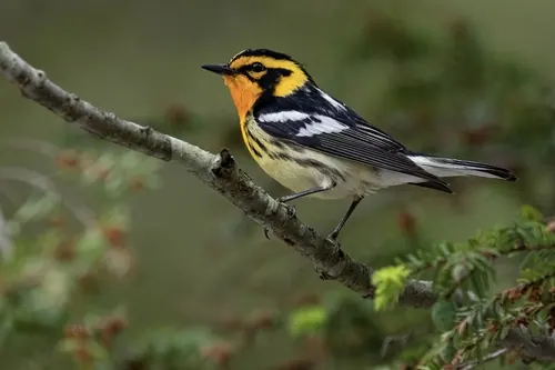 Blackburnian Warbler (Setophaga fusca)