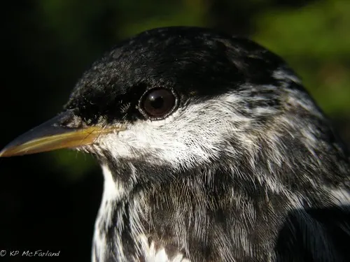 Blackpoll Warbler (Setophaga striata)
