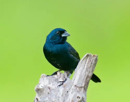 Blue-black Grassquit
