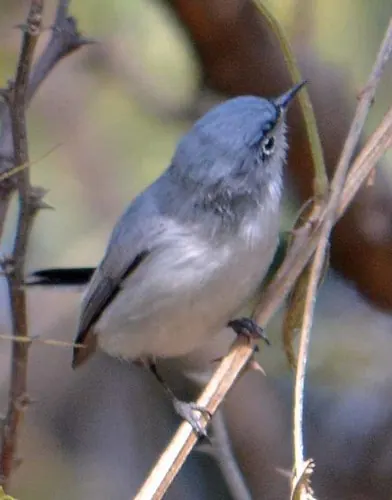 Blue-gray Gnatcatcher (Polioptila caerulea)