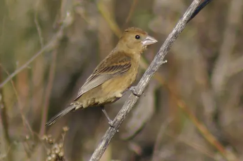 Blue Grosbeak