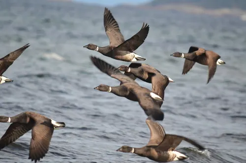 Brant (Branta bernicla)