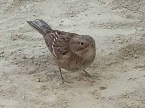Brewer's Sparrow (Spizella breweri)