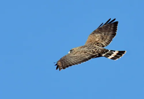 Broad-winged Hawk