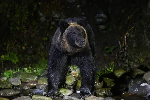 Brown Bear (Ursus arctos)